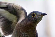 Fan-tailed Cuckoo (Cacomantis flabelliformis)